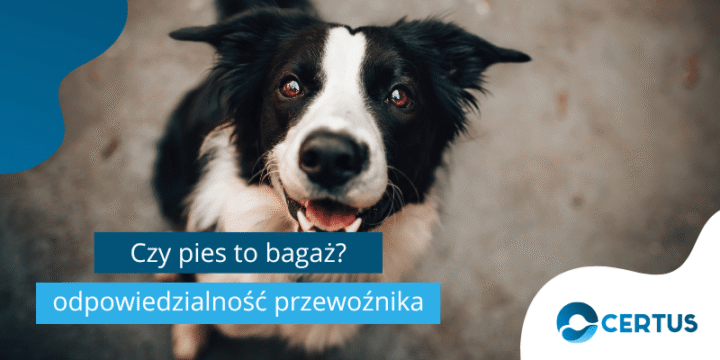 przewóz psa samolotem